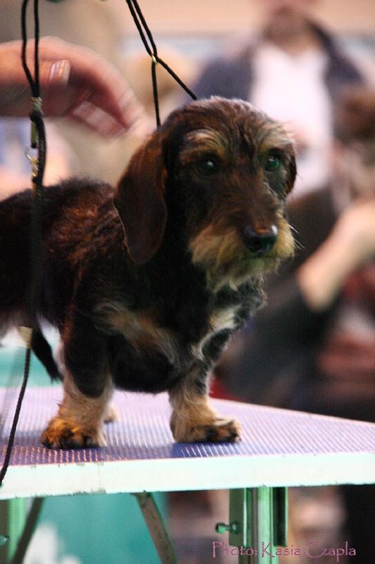 Crufts2011_2 1594.jpg